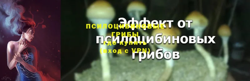 купить закладку  МЕГА ONION  Галлюциногенные грибы Psilocybe  Мураши 